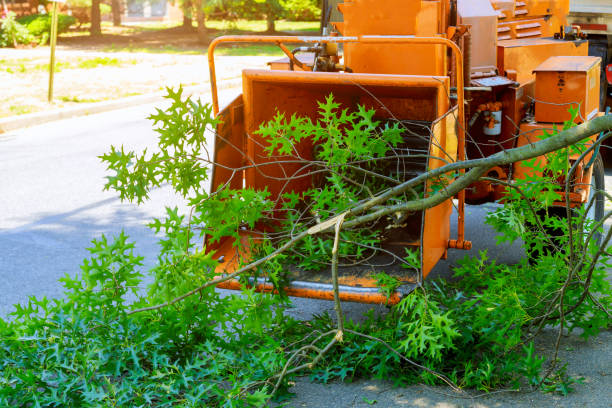 Best Best Tree Removal Services  in Gilbert, MN